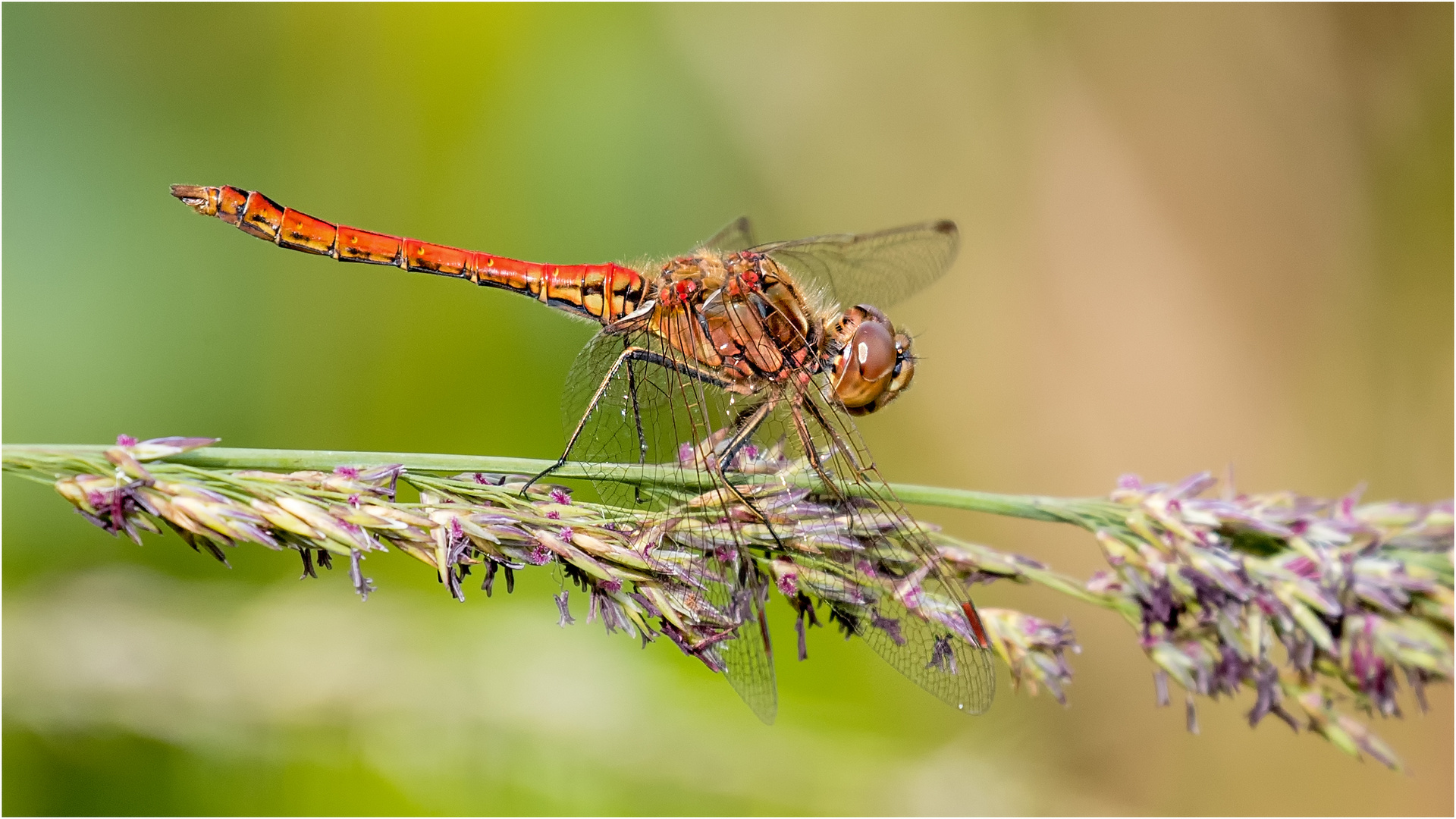 Gemeine Heidelibelle – Sympetrum vulgatum - Männchen