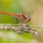 Gemeine Heidelibelle – Sympetrum vulgatum - Männchen