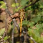 Gemeine Heidelibelle (Sympetrum vulgatum) - Männchen