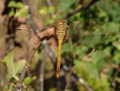 Gemeine Heidelibelle (Sympetrum vulgatum) - Männchen