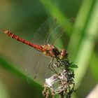 Gemeine Heidelibelle (Sympetrum vulgatum), Männchen