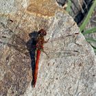 Gemeine Heidelibelle (Sympetrum vulgatum) - Sympétrum commun. 