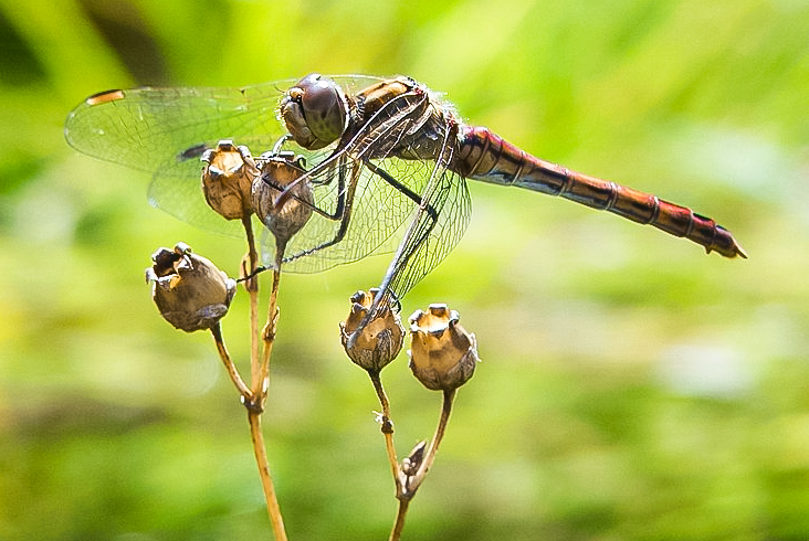 Gemeine Heidelibelle (Sympetrum vulgatum) Weibchen