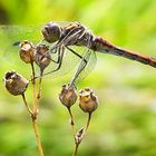 Gemeine Heidelibelle (Sympetrum vulgatum) Weibchen