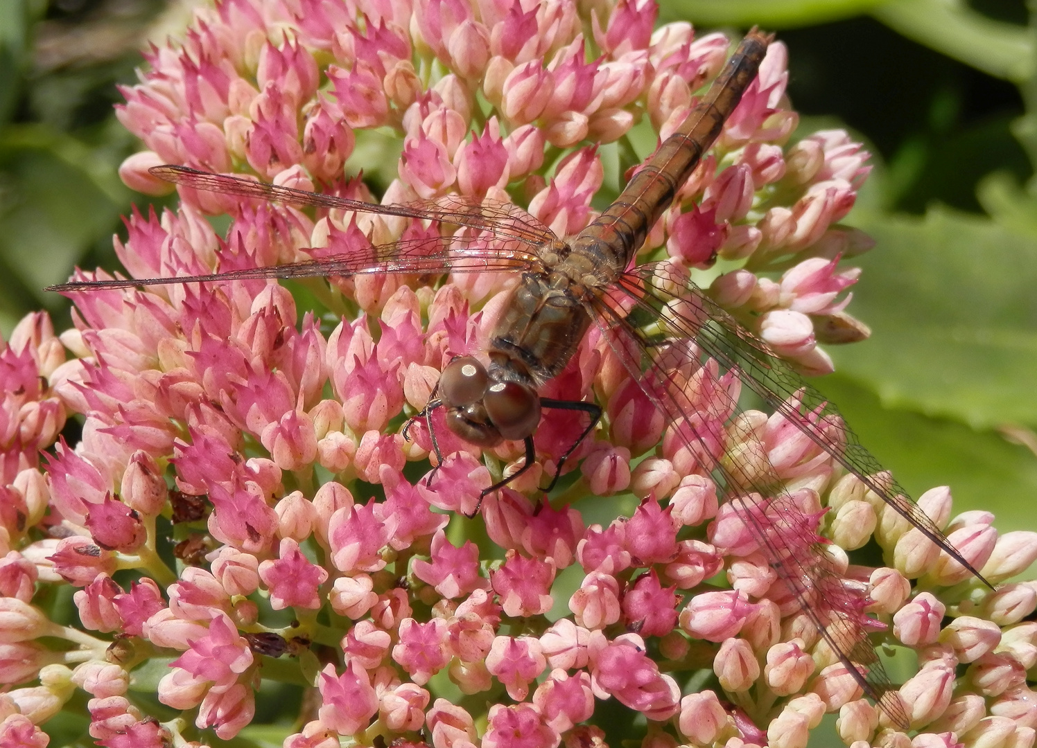 Gemeine Heidelibelle (Sympetrum vulgatum) - Weibchen