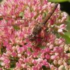 Gemeine Heidelibelle (Sympetrum vulgatum) - Weibchen