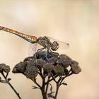 Gemeine Heidelibelle - Weibchen