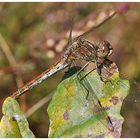 Gemeine Heidelibelle - weiblich - Sympetrum vulgatum (?)