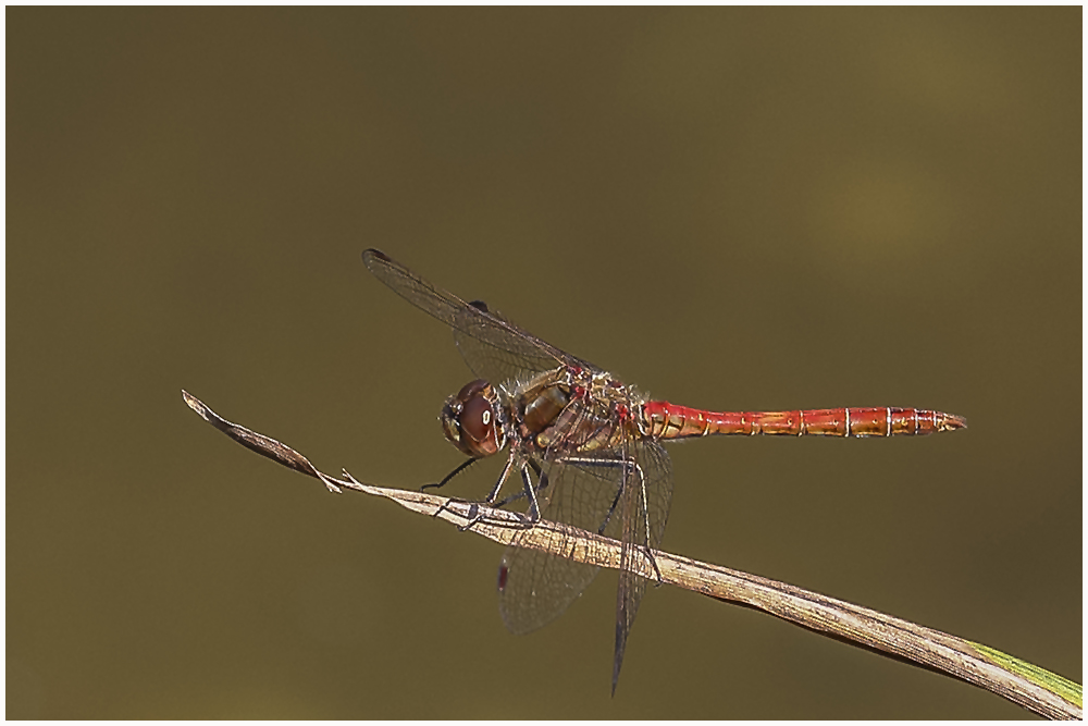 Gemeine Heidelibelle,m (Sympetrum vulgatum)