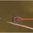 Gemeine Heidelibelle,m (Sympetrum vulgatum)