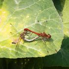 Gemeine Heidelibellen (Sympetrum vulgatum) bei der Paarung