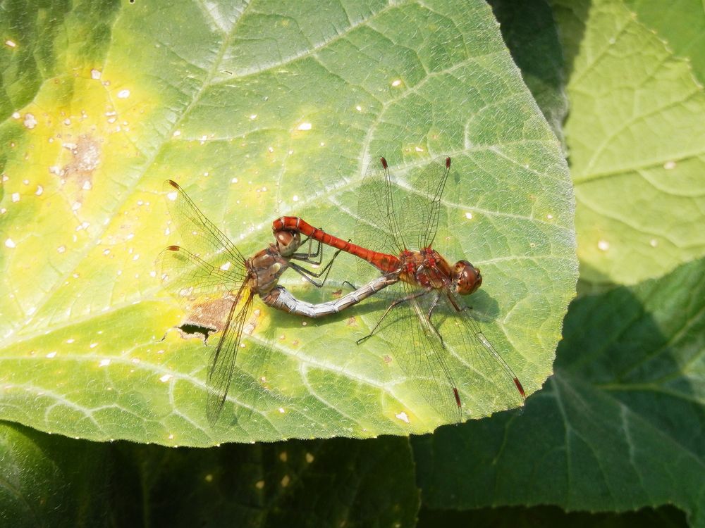 Gemeine Heidelibellen (Sympetrum vulgatum) bei der Paarung