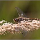 Gemeine Heidelibelle,w(Sympetrum vulgatum)