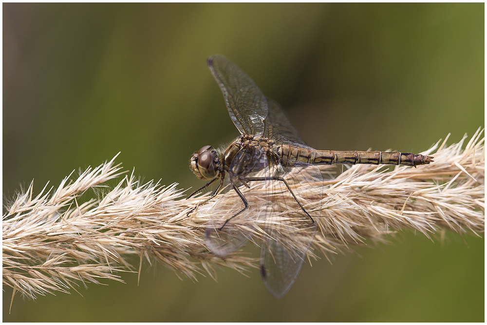 Gemeine Heidelibelle,w(Sympetrum vulgatum)