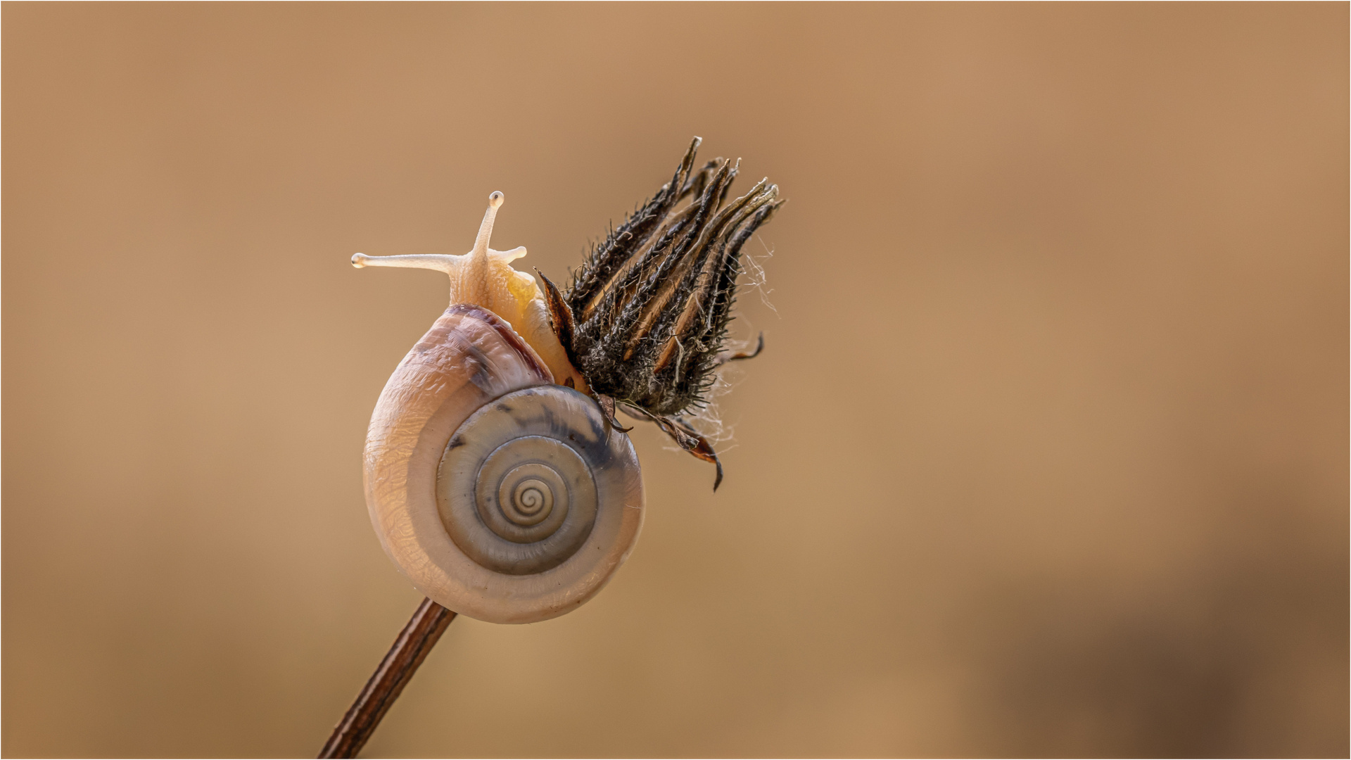 Gemeine Heideschnecke