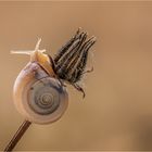 Gemeine Heideschnecke