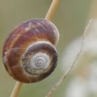 *Gemeine Heideschnecke (Helicella itala)*