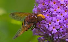 Gemeine Hornissenschwebfliege