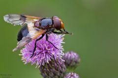 Gemeine Hummel-Schwebfliege