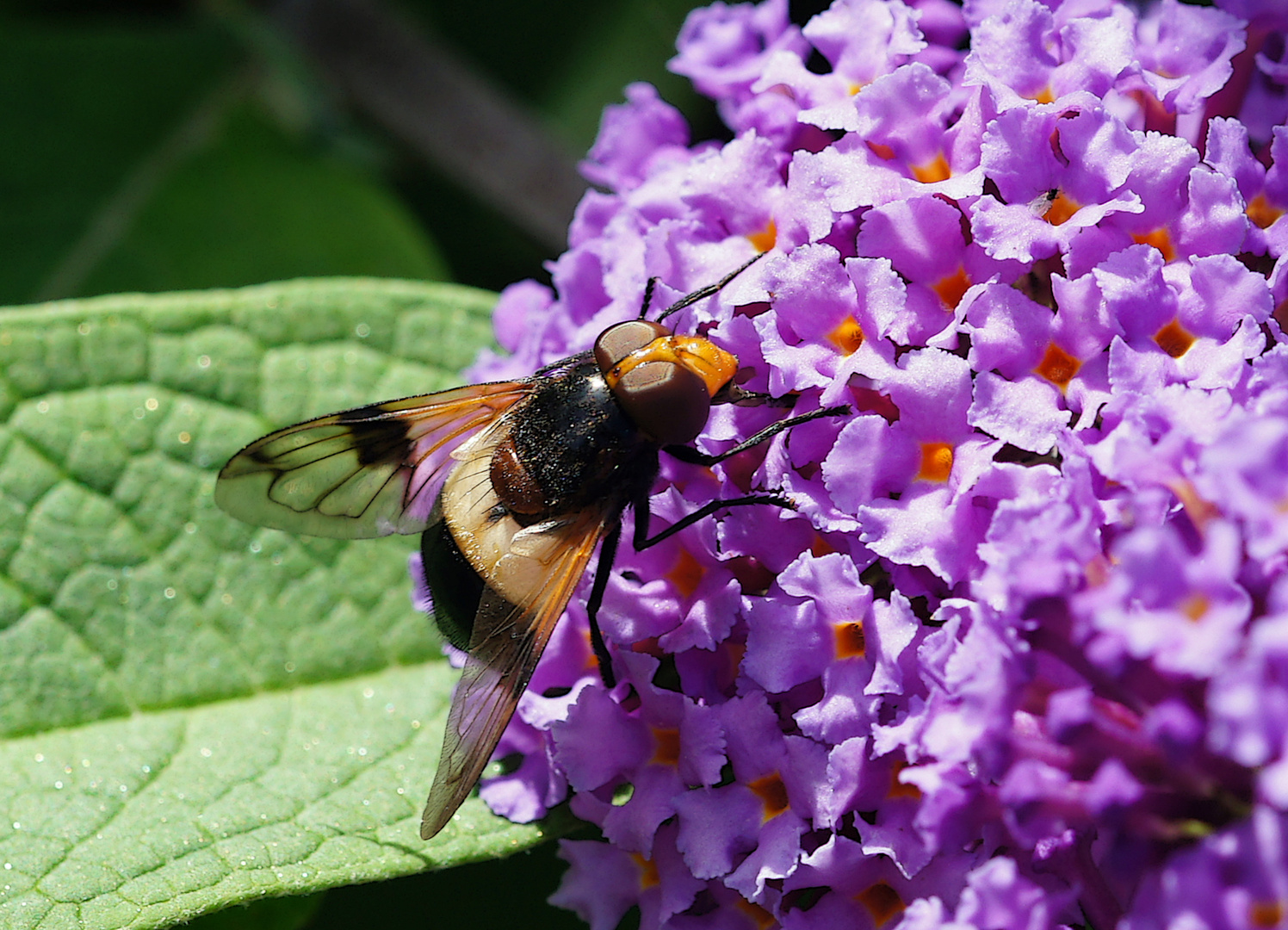  Gemeine Hummel-Schwebfliege  (Volucella pellucens) 