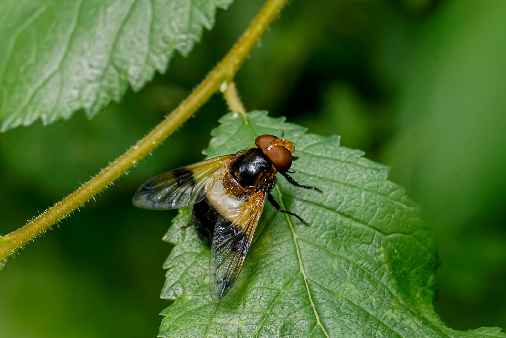 Gemeine Hummelschwebfliege.......