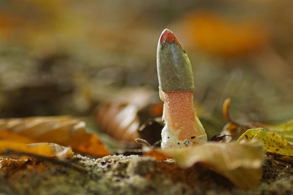 Gemeine Hundsrute (Mutinus caninus)