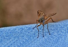 Gemeine Jeans-Schnepfenfliege