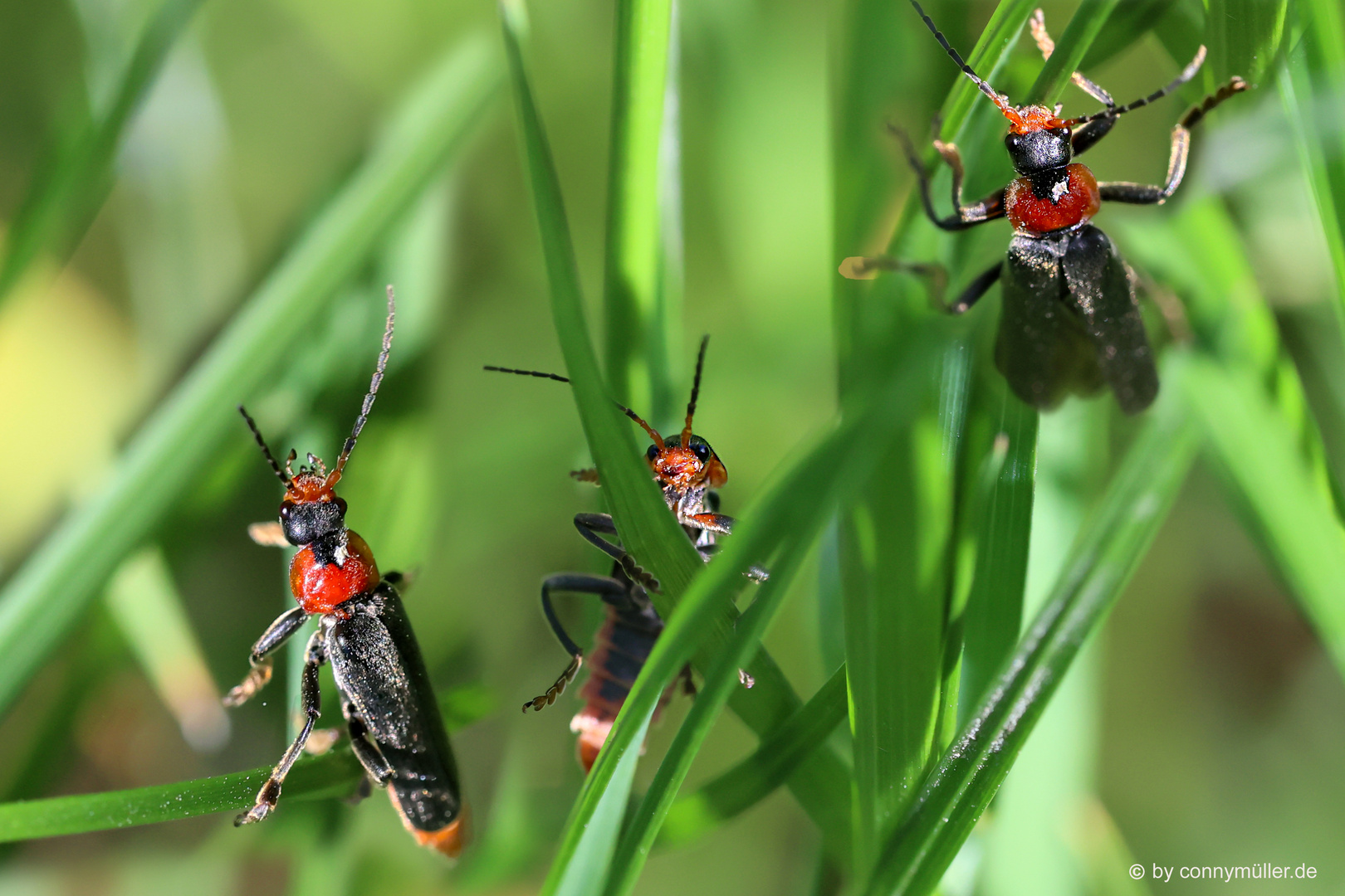 Gemeine Käfer Foto & Bild | cantharis fusca, flugobjekte, gemeiner weichkäfer Bilder auf ...