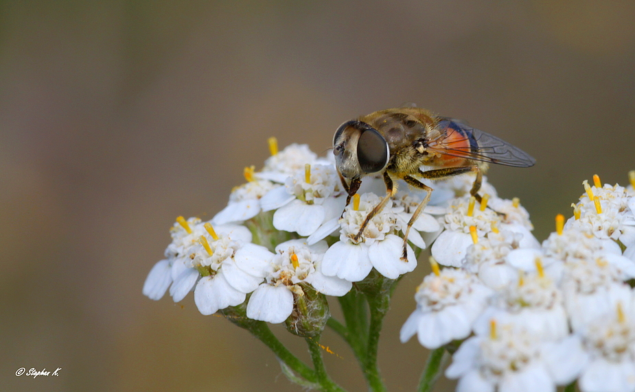 Gemeine Keilfleck Schwebfliege