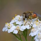 Gemeine Keilfleck Schwebfliege