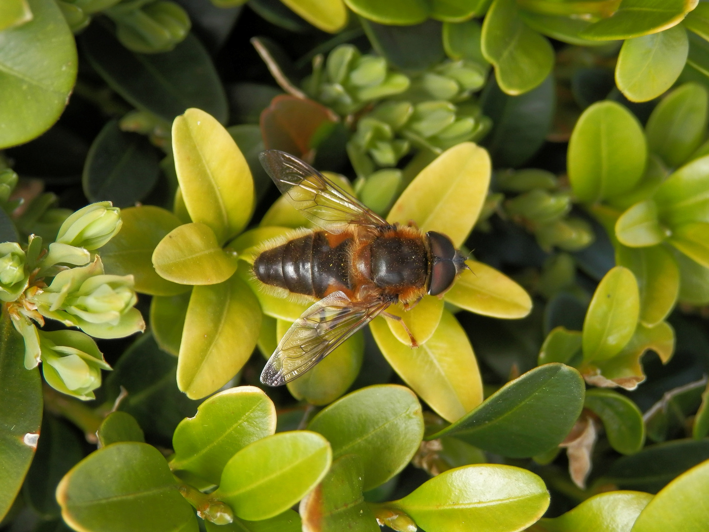 Gemeine Keilfleck-Schwebfliege (Eristalis pertinax)