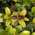 Gemeine Keilfleck-Schwebfliege (Eristalis pertinax)