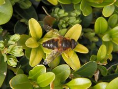 Gemeine Keilfleck-Schwebfliege (Eristalis pertinax)