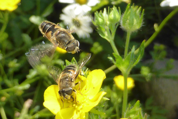 Gemeine Keilfleckschwebfliege