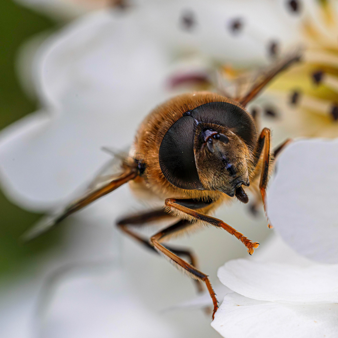 Gemeine Keilfleckschwebfliege auf Birnenblüte / Tapered drone fly on pear blossom