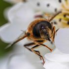 Gemeine Keilfleckschwebfliege auf Birnenblüte / Tapered drone fly on pear blossom