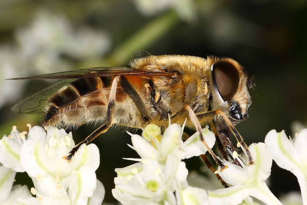 Gemeine Keilfleckschwebfliege?