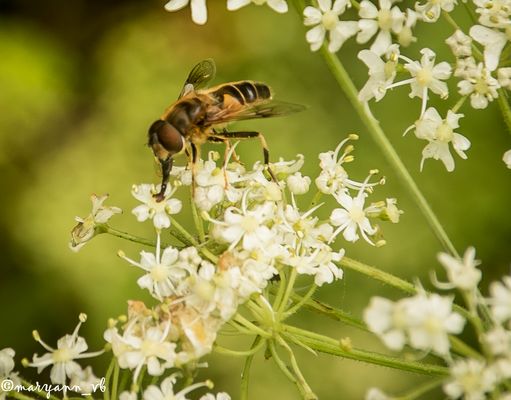Gemeine Keilfleckschwebfliege