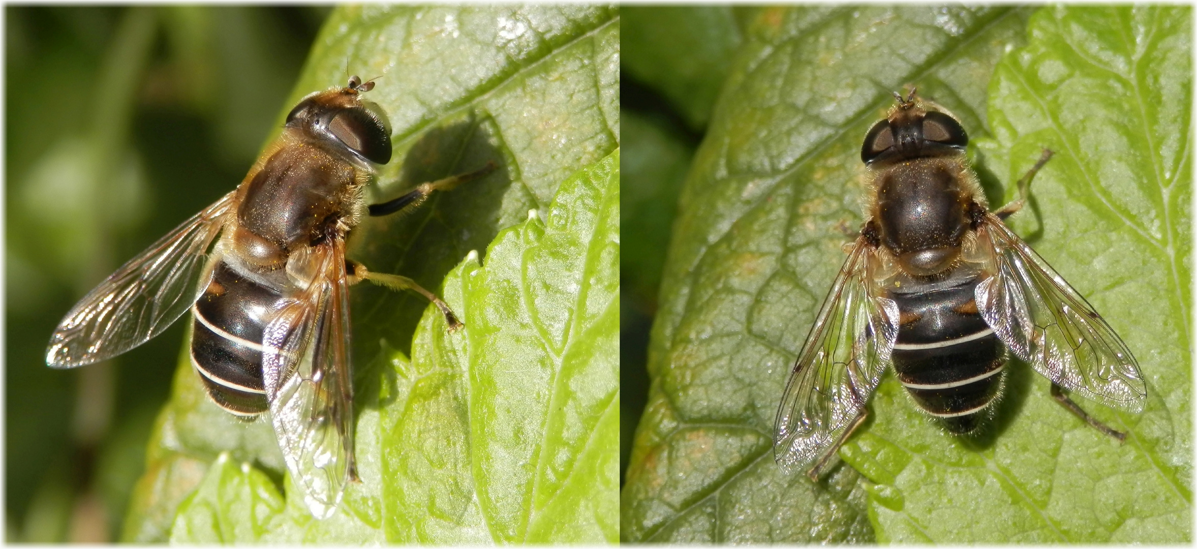 Gemeine Keilfleckschwebfliege (Eristalis pertinax)