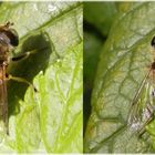 Gemeine Keilfleckschwebfliege (Eristalis pertinax)