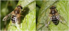 Gemeine Keilfleckschwebfliege (Eristalis pertinax)