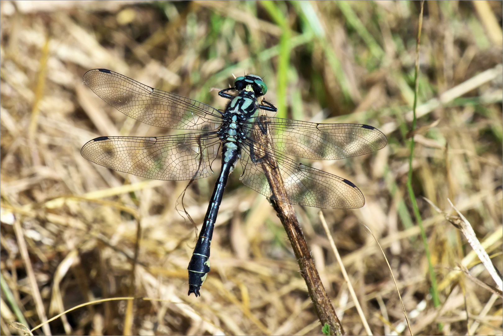 Gemeine Keiljungfer Foto & Bild makro, natur, nahaufnahme Bilder auf