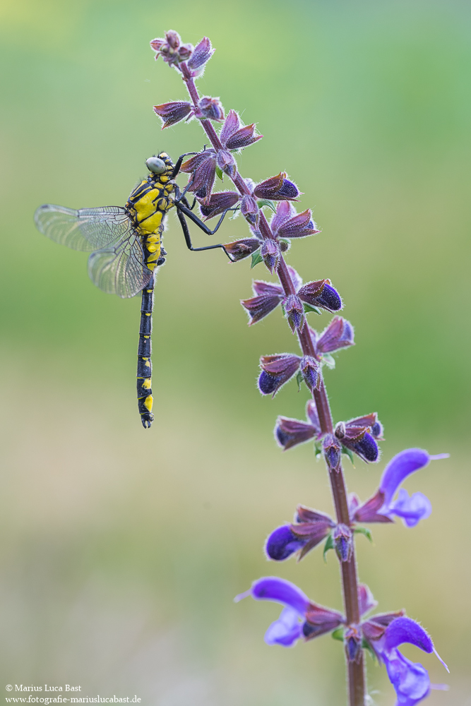 Gemeine Keiljungfer (Gomphus vulgatissimus)