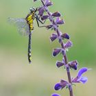 Gemeine Keiljungfer (Gomphus vulgatissimus)