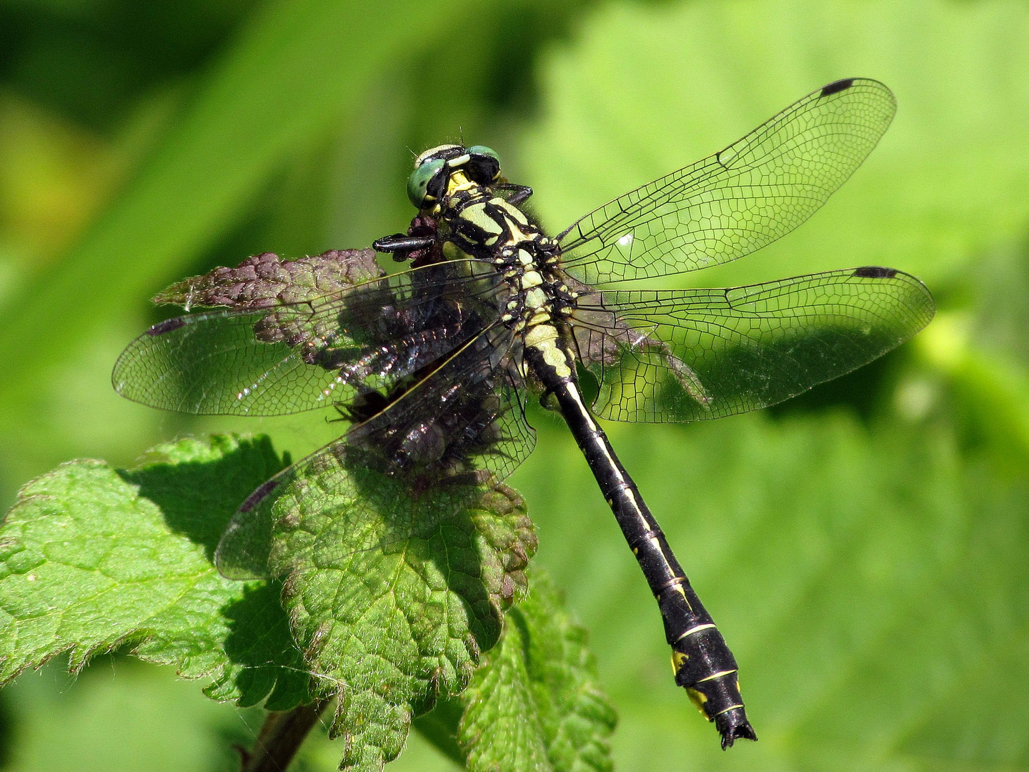 Gemeine Keiljungfer (Gomphus vulgatissimus)