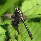 Gemeine Keiljungfer (Gomphus vulgatissimus)