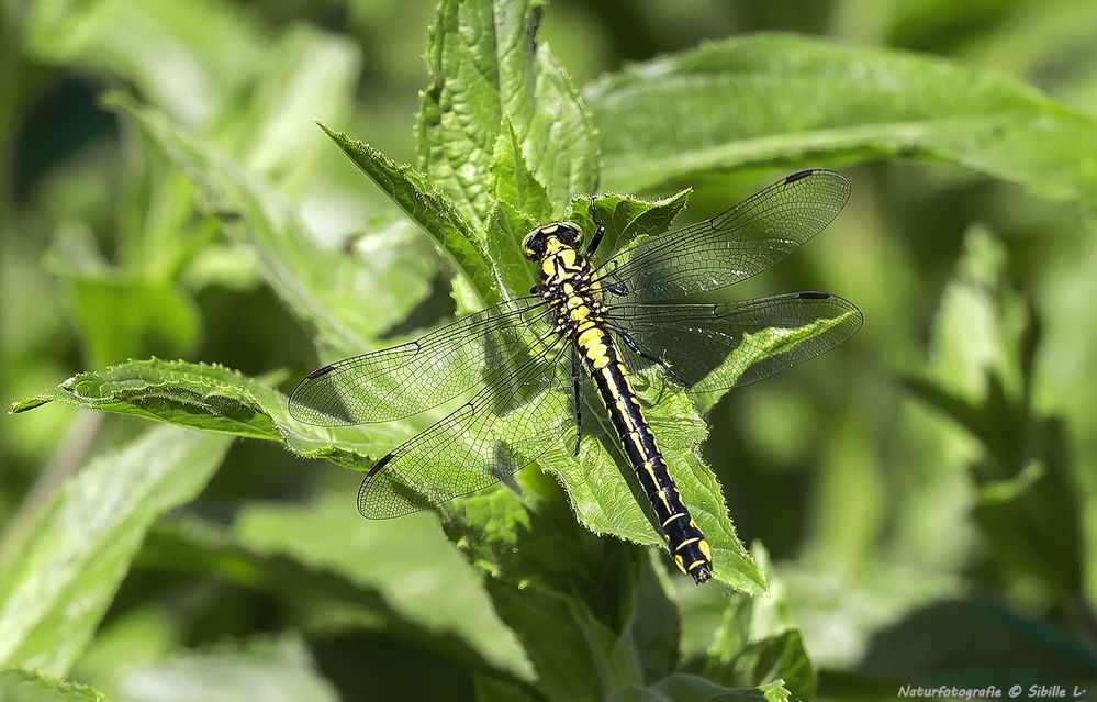  Gemeine Keiljungfer (Gomphus vulgatissimus)