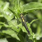  Gemeine Keiljungfer (Gomphus vulgatissimus)