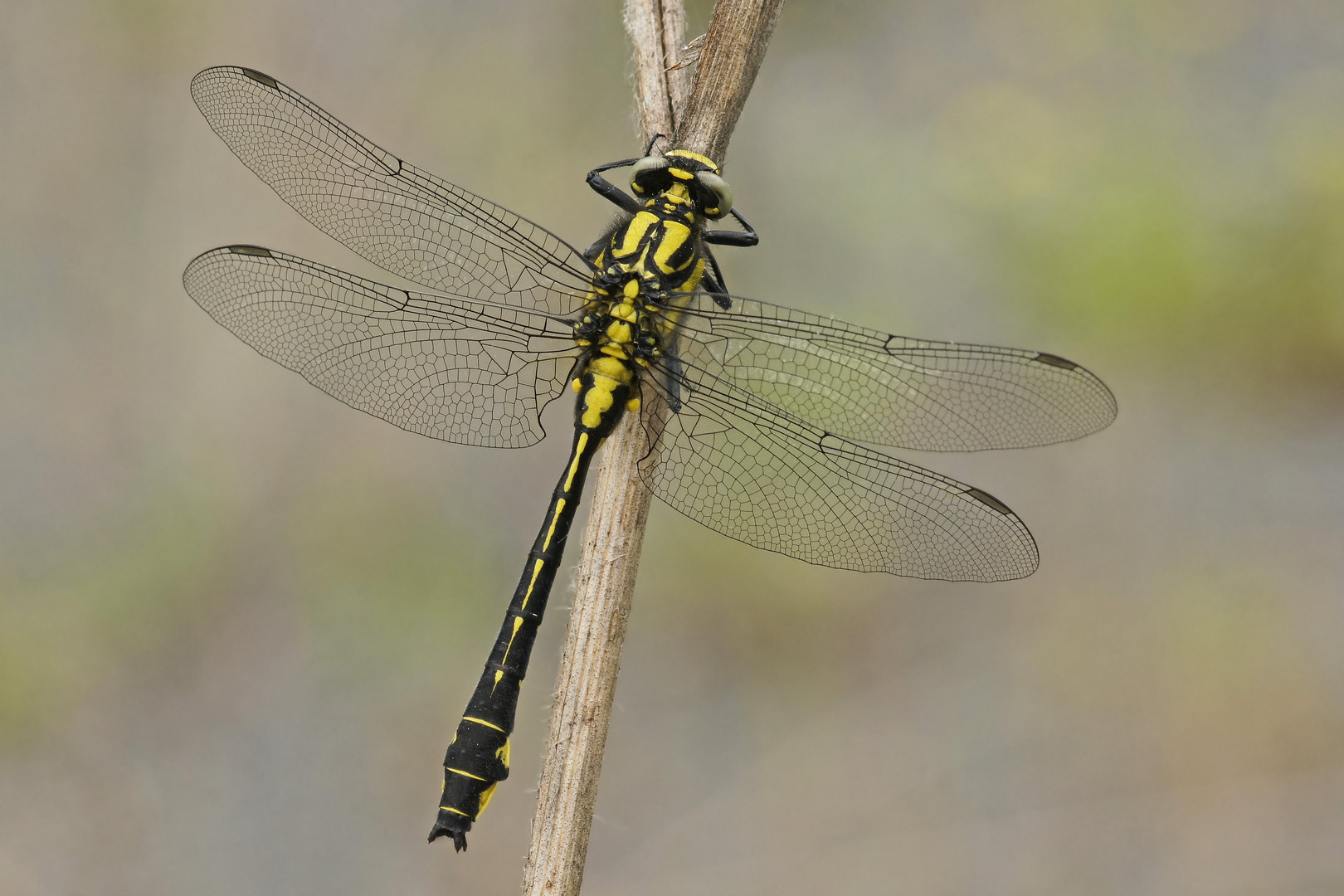 Gemeine Keiljungfer (Gomphus vulgatissimus)