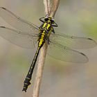 Gemeine Keiljungfer (Gomphus vulgatissimus)